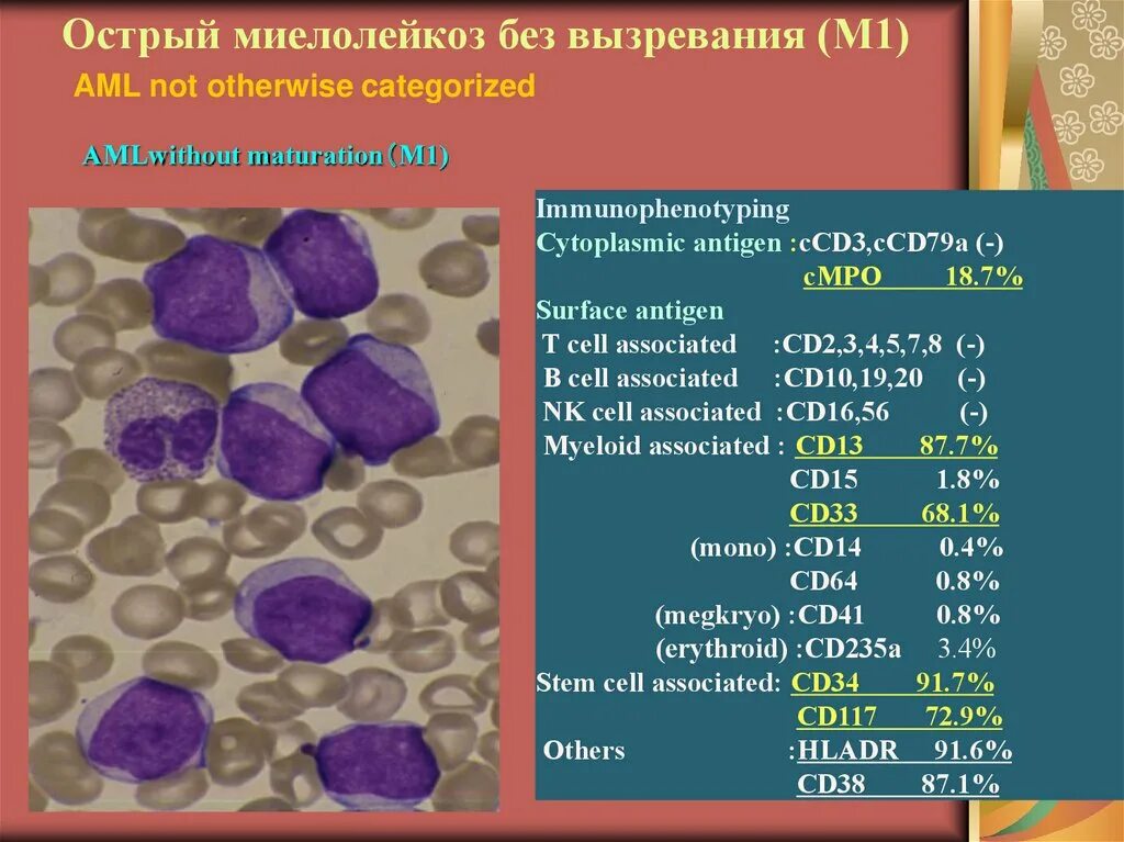 Острый миелоидный лейкоз прогноз. Миелоидный лейкоз костного мозга. Острый и хронический миелобластный лейкоз. Острый миелобластный лейкоз препарат. Хронический миелолейкоз и острый миелобластный лейкоз.