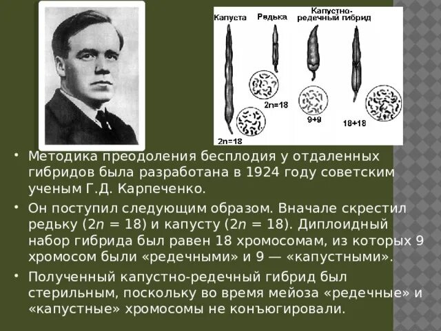 Карпеченко капустно редечный гибрид. Г Д Карпеченко. Карпеченко селекция. Капустно-редечный гибрид Карпеченко.