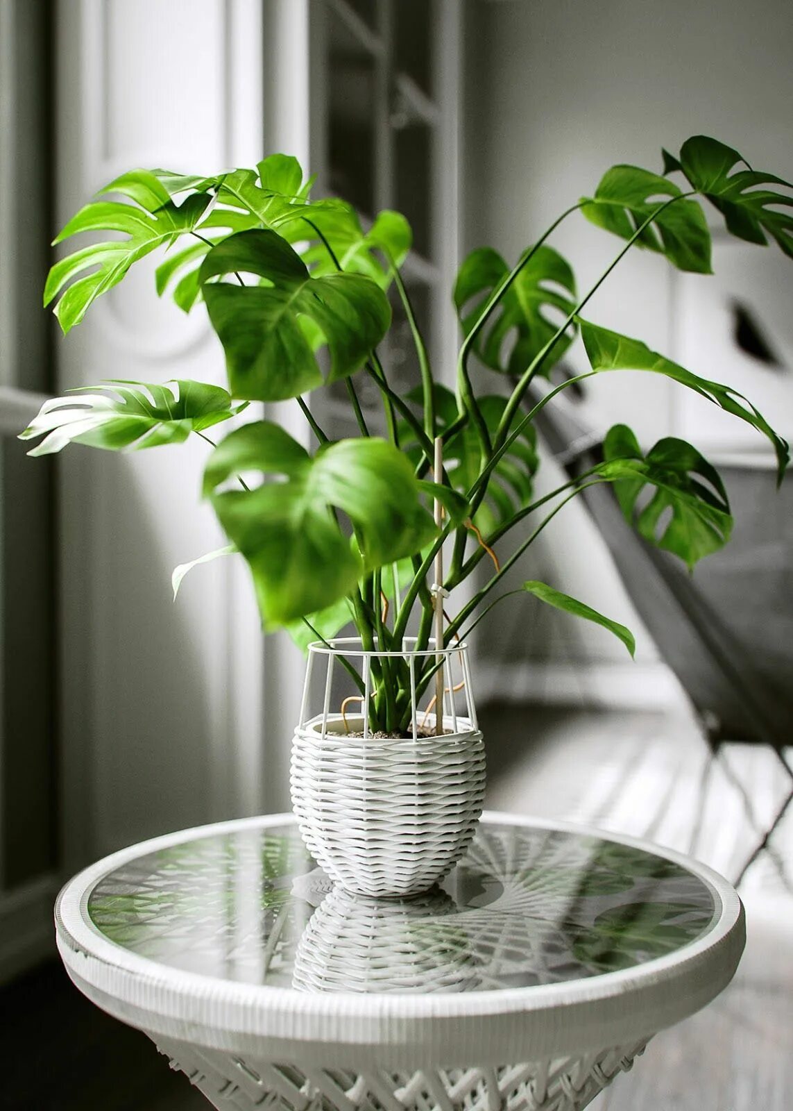 Indoor plants. Комнатные цветы. Домашнее растение. Красивые комнатные растения. Комнатные цветы в горшках.