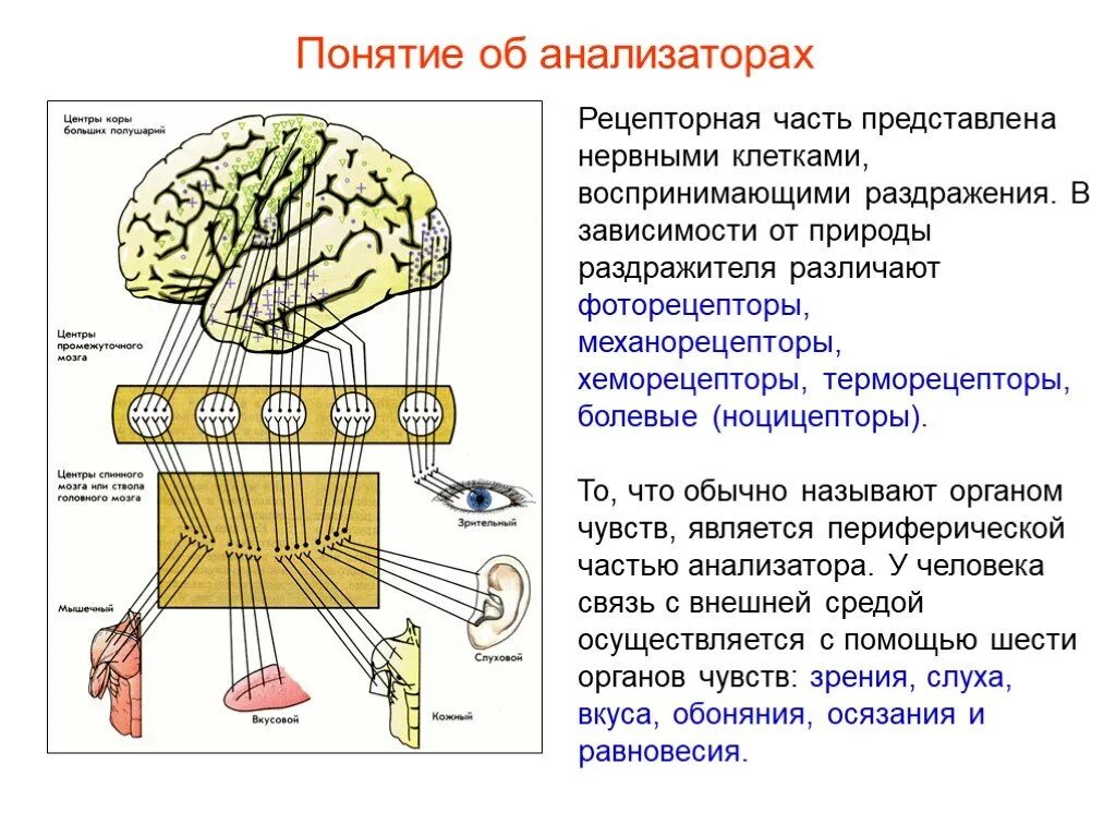 Биология 8 класс нервная система анализаторы. Анализаторы человека периферический. Строение анализатора. Схема анализатора. Схема строения анализатора.