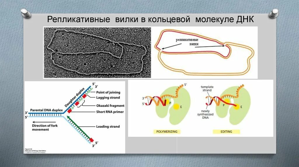 Название фермента участвующего в исправлении ошибок репликации