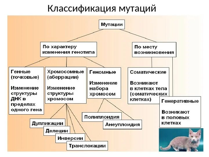 Мутационное изменение организма. Мутационная изменчивость (причины и классификация).. Схема классификации генных мутаций. Классификация генных мутаций таблица. Классификация мутаций по воздействию на клетку.