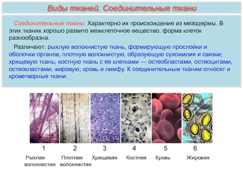 Группа клеток организма выполняющих