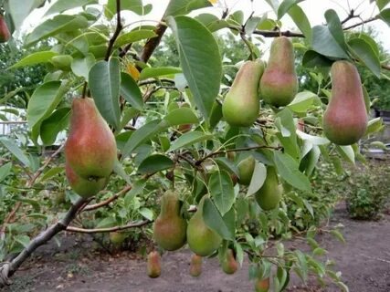Саженцы груши талгарская