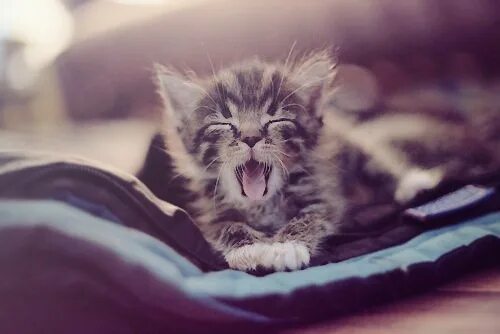 Pin by Stella Brickroad on Kittehs Kittens cutest, Kitten pictures, Cute animals