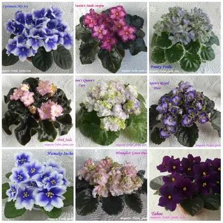 Фиалки комнатные сортовые названия