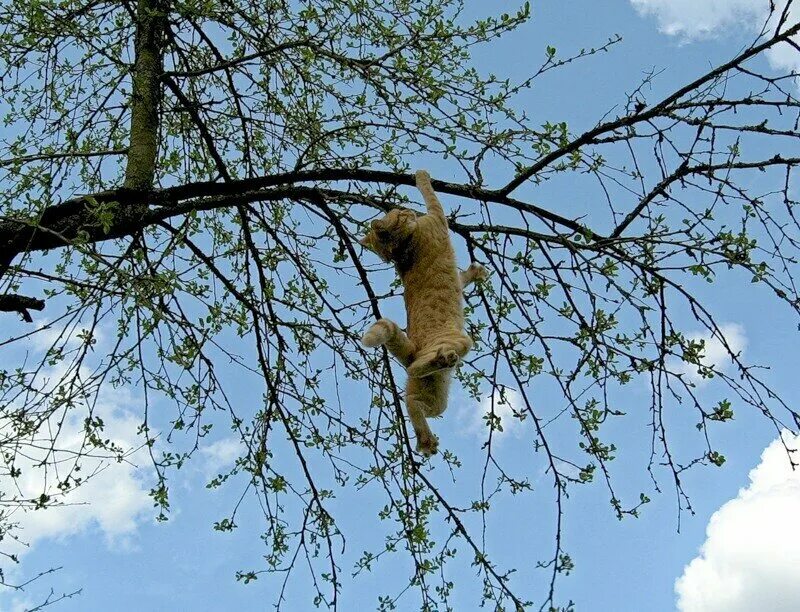 Сама залезла на него