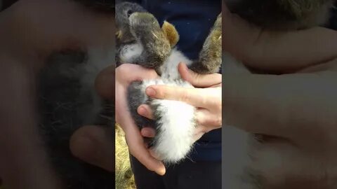 Как отличить крольчиху