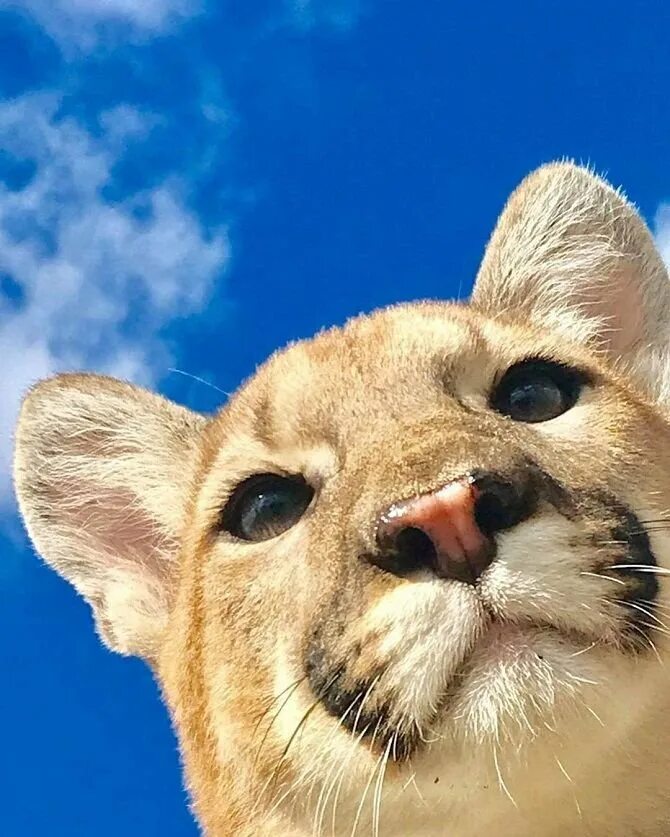 Морда львицы. Человек и животное. Лица животных. Веселые животные. Тонкинский ринопитек.