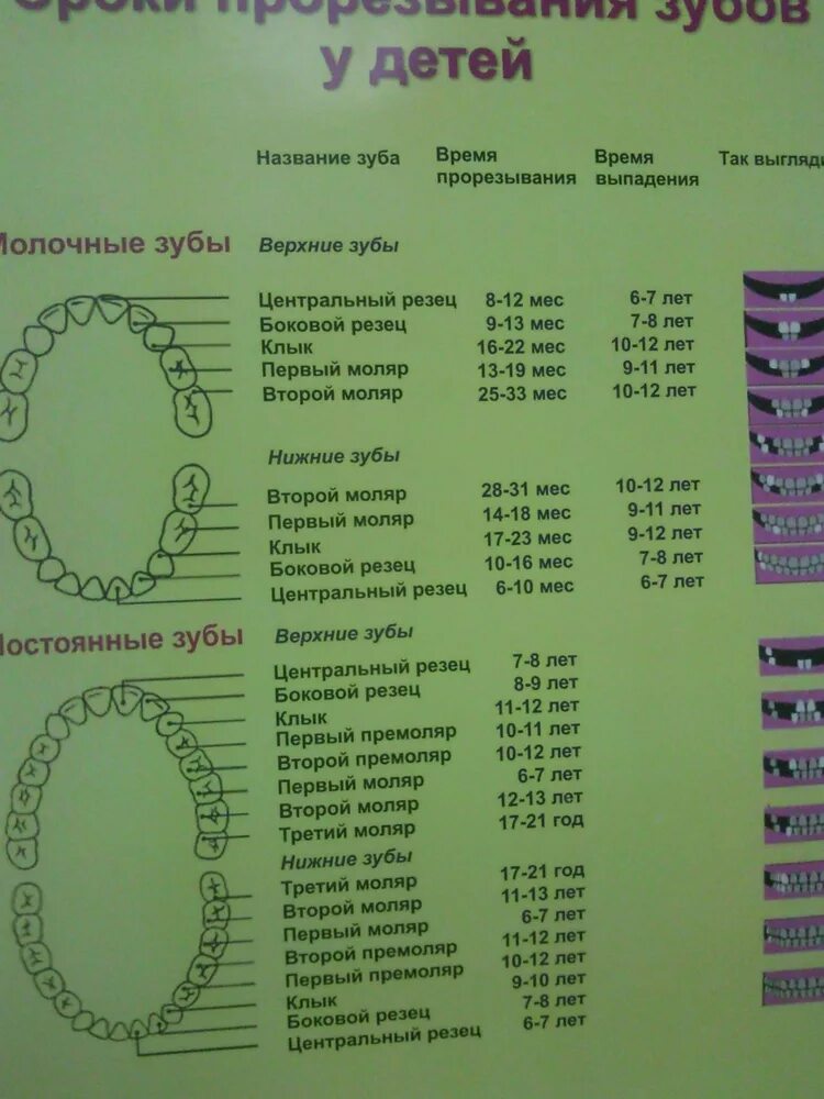 В 3 года сколько зубов должно быть. Зубы у детей порядок прорезывания молочных и постоянных. Зубы у детей порядок прорезывания молочных зубов сроки. Периодичность прорезывания зубов у детей до года. Сроки прорезывания зубов у детей в 3 года.