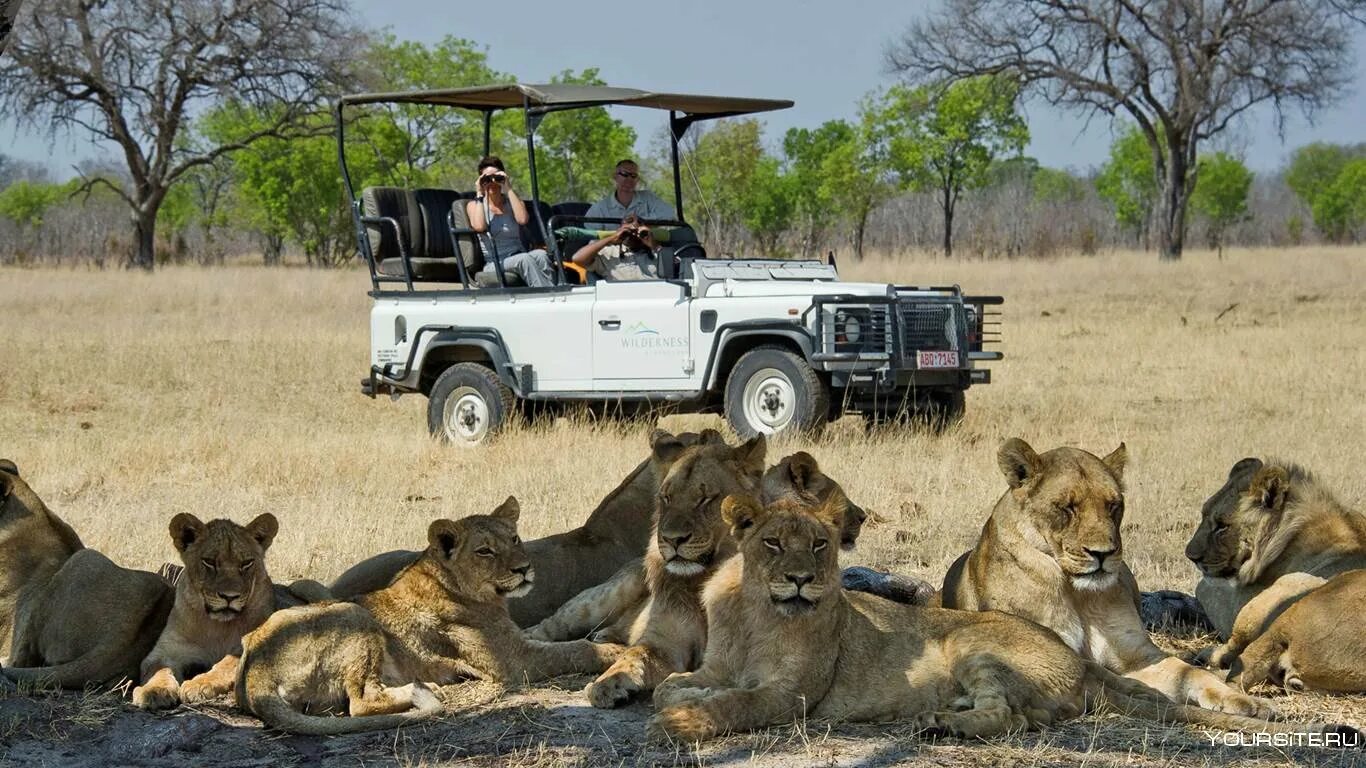 Africa safari. ЮАР сафари. Хванге национальный парк. Сафари парк Африка. Сафари тур в Танзании.