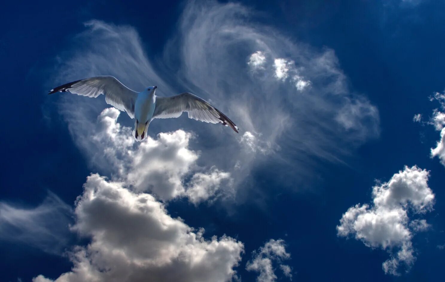 над землей летел белый. лебеди летят. птица в полете. над землёй летели лебеди. лебеди в небе.