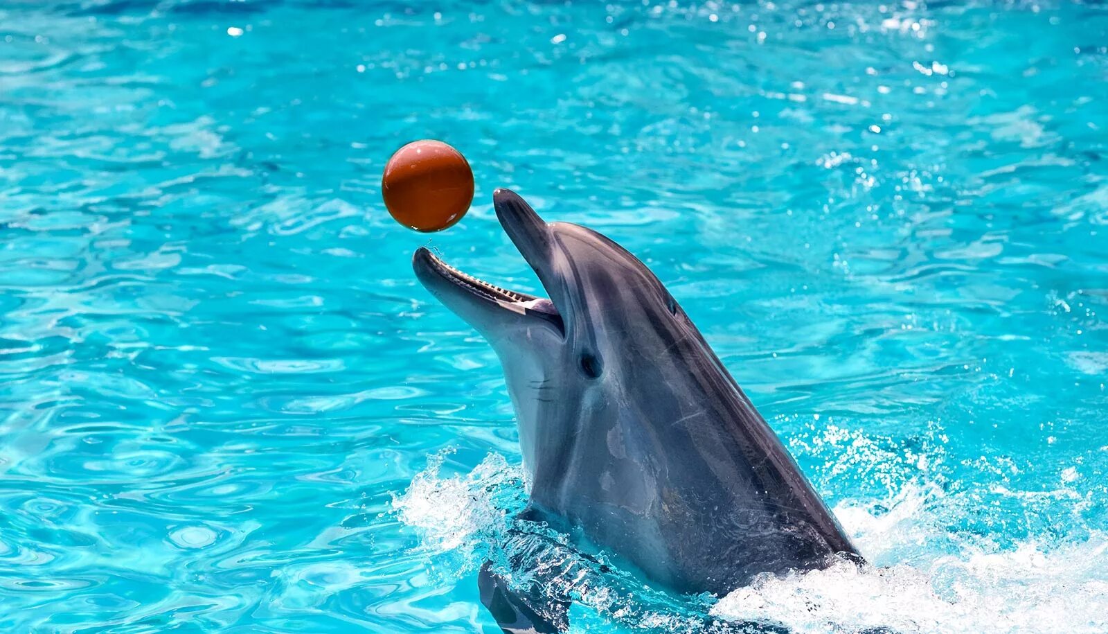 Дельфины с удовольствием разучивают. Дельфины с мячиком. Дельфины картинки. Дельфинарий. Дельфин в воде.