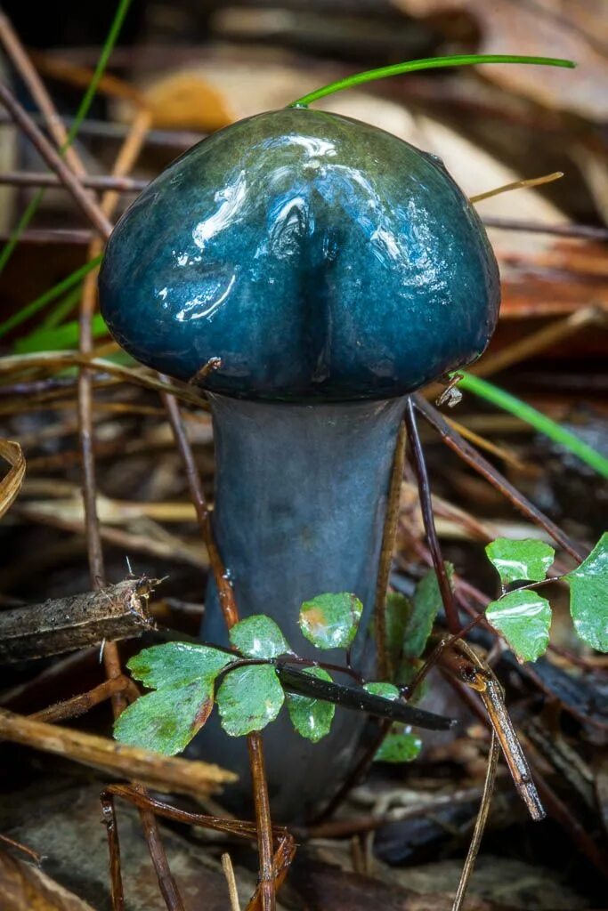 Гриб посинел в воде. Cortinarius rotundisporus. воловик гриб. гриб синюшка. синий гриб съедобный.