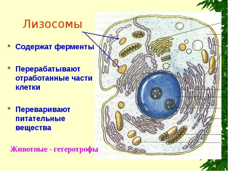 Строение клетки животных рисунок. Нарисовать строение животной клетки. Нарисуйте строение животной клетки. Основные части животной клетки рисунок. Лизосомы класс