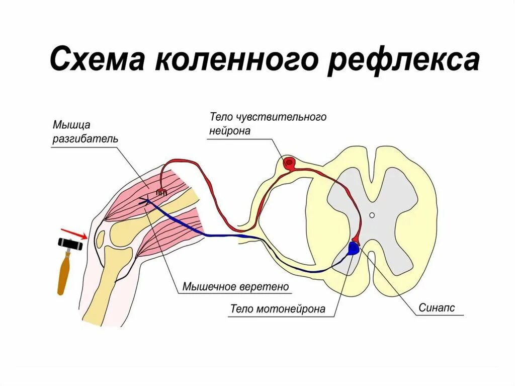 Рефлекторная регуляция коленного рефлекса. Строение рефлекторной дуги. Коленный рефлекс физиология. Коленный рефлекс и его рефлекторная дуга.