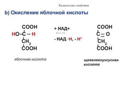 Яблочная кислота щавелевоуксусная кислота