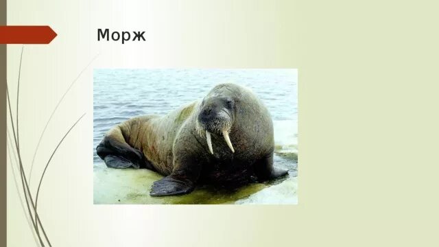 Приспособление моржа. Морж среда обитания. Адаптации моржа. Среда обитания тюленей и моржей.