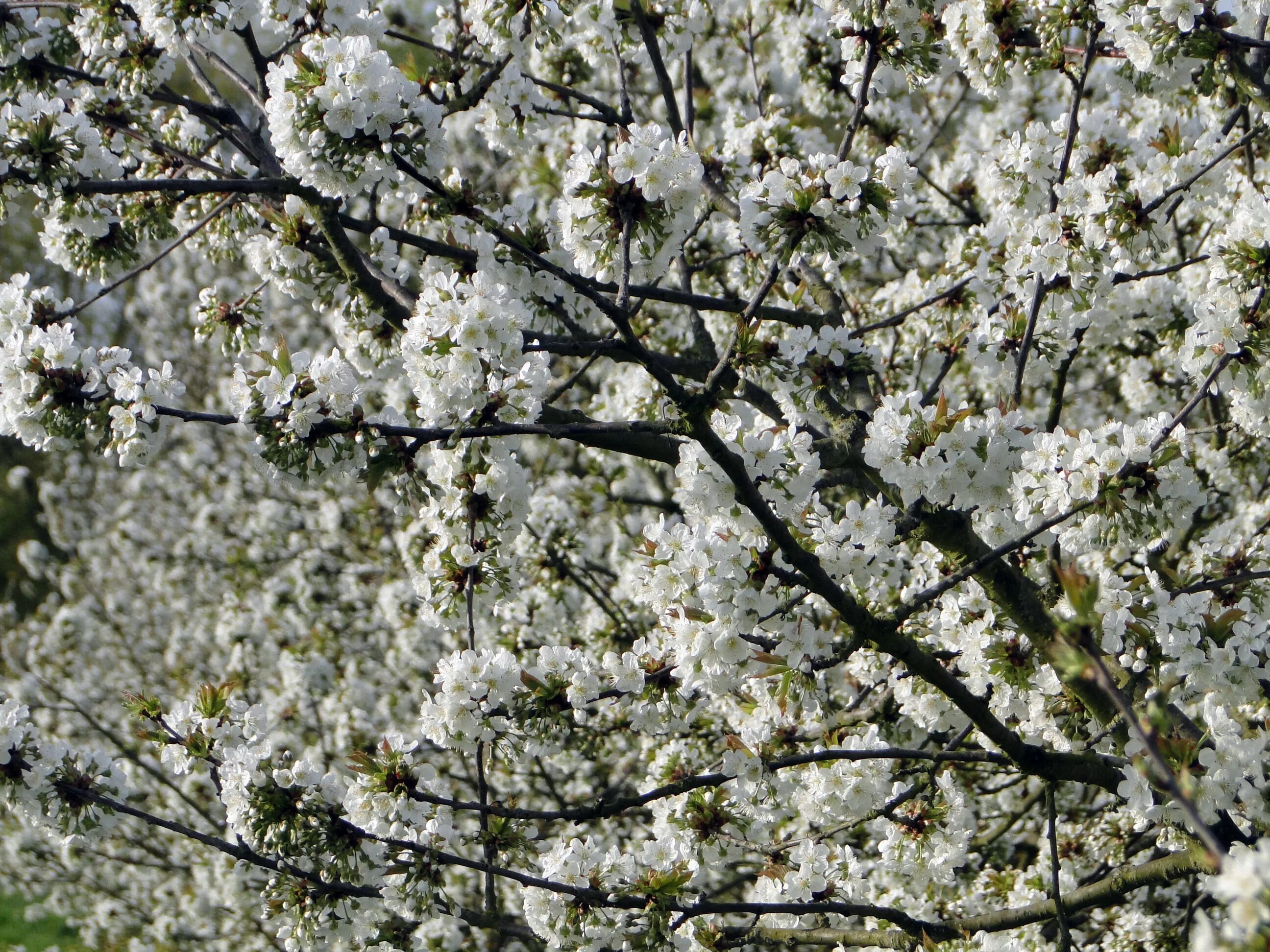Вишня цветёт после зимы дерово. Цветущая вишня белая. Вишня дерево цветение. Деревья цветущие белыми цветами.