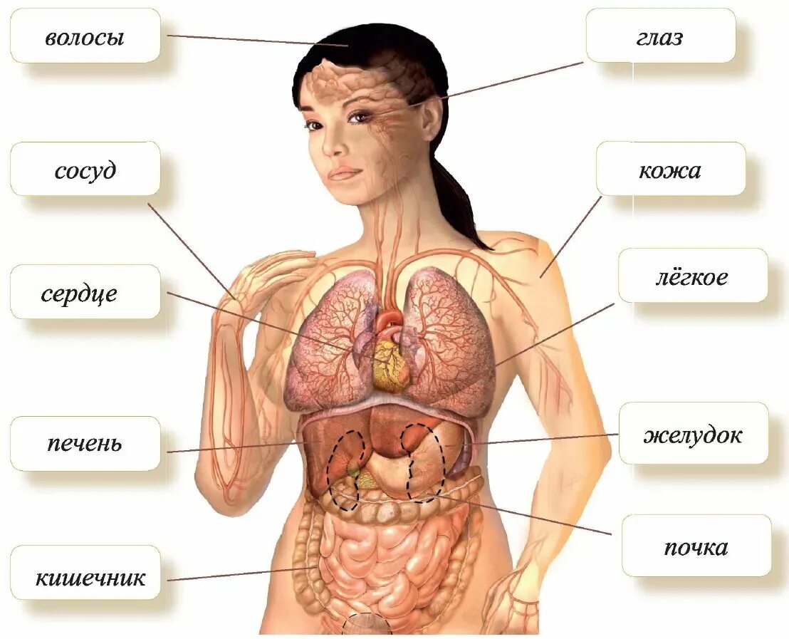 Схема органов женщины. Внутренние органы человека женщины. Человеческий организм. Рисунок внутренних органов женщины. Сколько в организме органов