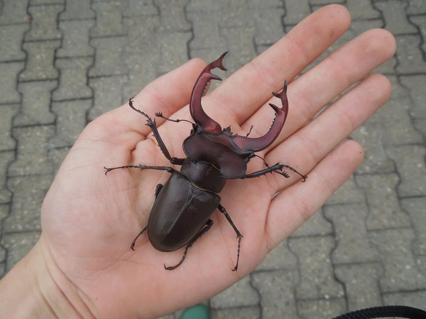 Жук рогач. Рогатое насекомое. Жук носорог актеон. Жук-олень (lucanus cervus). Шипастый паук-кругопряд.