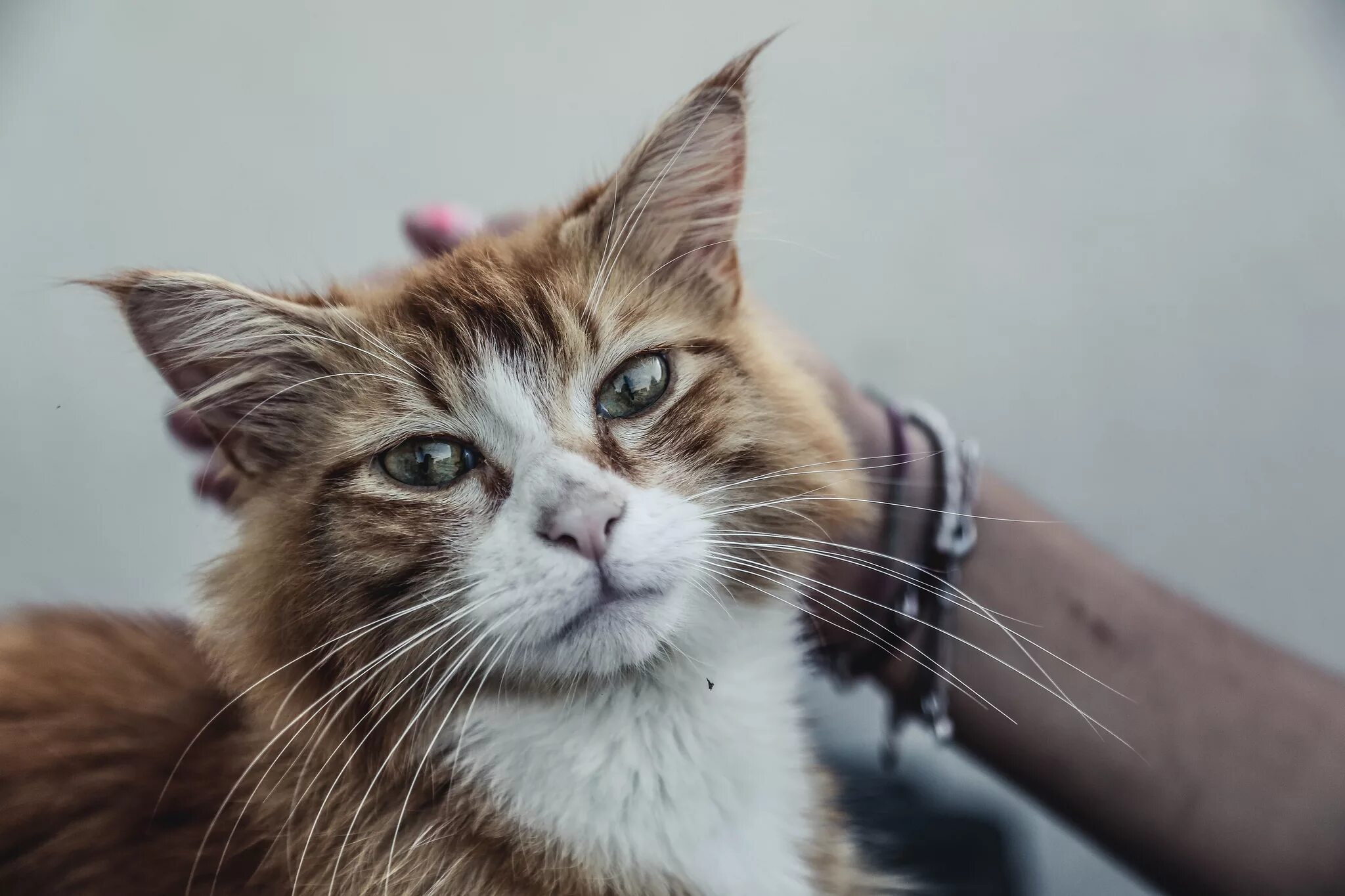 Покажи котиков. Рандом кошка. Рандом кошка. Три кота под дождем. Бермуда кошка видео.