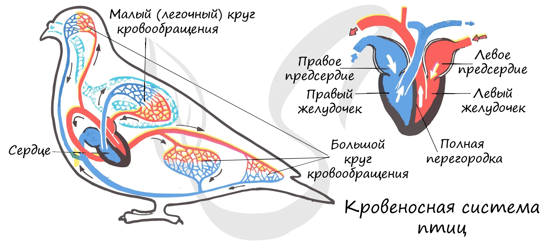 Кровеносная система птиц схема. Схема кровеносной системы птицы схема. Строение сердца и кровеносной системы птиц. Схема строения кровеносной системы птиц.