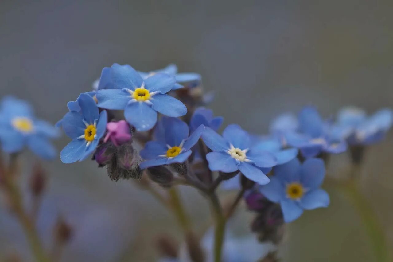 Незабудка Болотная Myosotis palustris. Незабудка semperflorens. Незабудка Болотная semperflorens. Незабудка Балтийская. Оштрафовали за незабудку