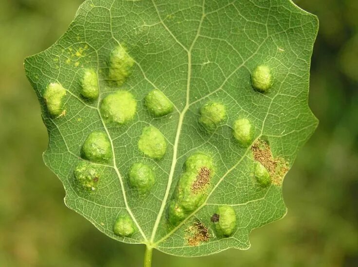 Грушевый галловый клещ - Eriophyes pyri (Pgst) на рябине Центр независимой экспе