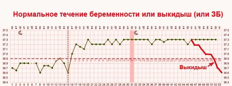 Беременность температура 37 первый