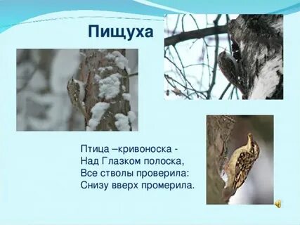 Почему так названа птица