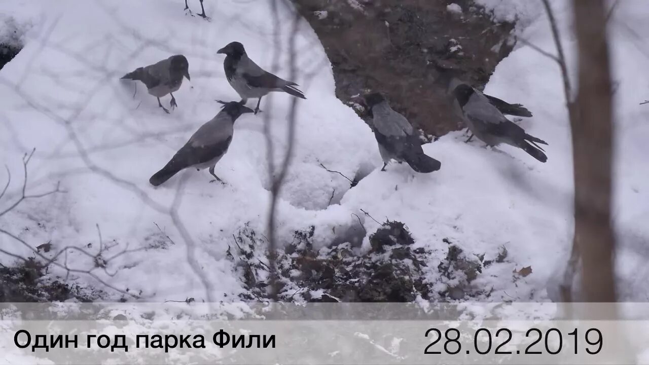 Где зимой вороны. Где ночью зимой прячутся Дрозды. Где прячутся вороны в непогоду. Чем можно нельзя ворон зимой. Как меняются вороны осенью зимой рассказ.