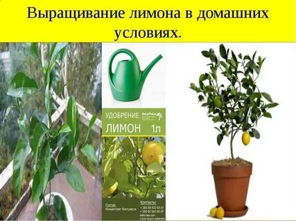 Проект лимонов