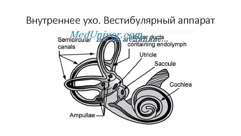 Работа вестибулярного аппарата биология 8 класс. Вестибулярный аппарат внутреннего уха строение. Вестибулярный анализатор строение. Вестибулярный анализатор внутреннего уха. Схема строения вестибулярного анализатора.