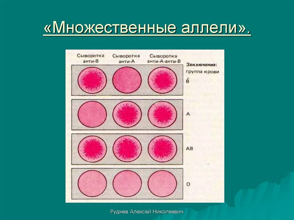 Множественные аллели. Множественные аллели это в биологии. множественные аллели задачи по генетике. множественный аллелизм картинки.
