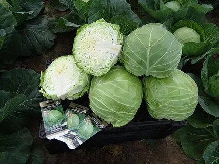 Капуста без кочана