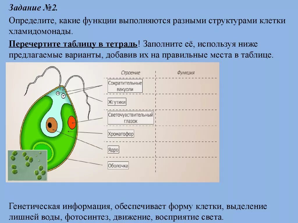 Лабораторная водоросли