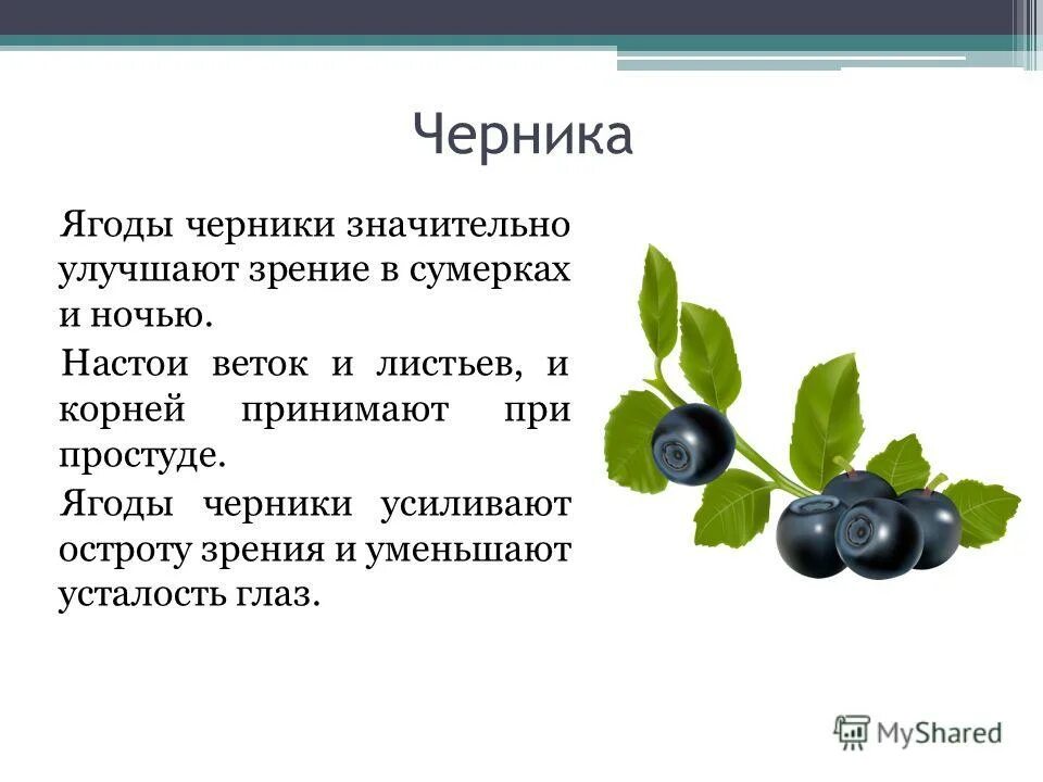 Да здравствует развод черника. Описание черники для 4 класса. Черника информация. Черника описание растения. Черника описание для детей.