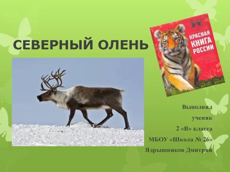Животное из красной книги республики коми. Красная книга урала северный олень краткое описание. Красная книга урала северный олень краткое описание. Красная книга урала северный олень краткое описание. Северное животное из красной книги.