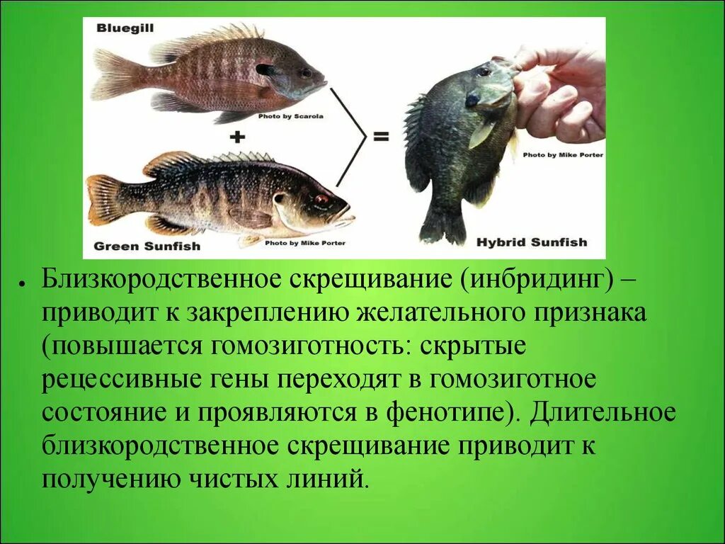 Селекция животных близкородственное скрещивание. Близкородственное скрещивание. Инбридинг близкородственное скрещивание. Инбридинг примеры животных. Близкородственное скрещивание животных.