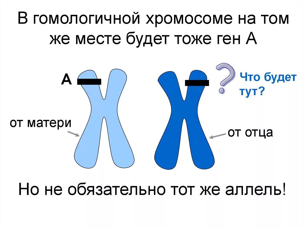 Гены и хромосомы. Строение хромосомы и Гена. Гены и хромосомы презентация. Гены y хромосомы. Парные одинаковые хромосомы