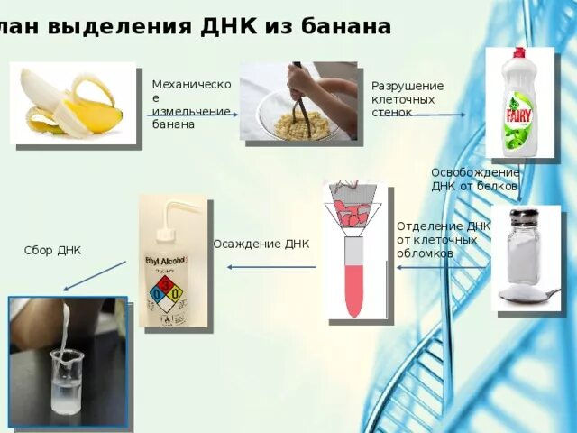 Методы выделения ДНК из биологического материала. Выделение ДНК из банана. Способы выделения ДНК. Выделение ДНК из растительного материала. Процесс выделения днк