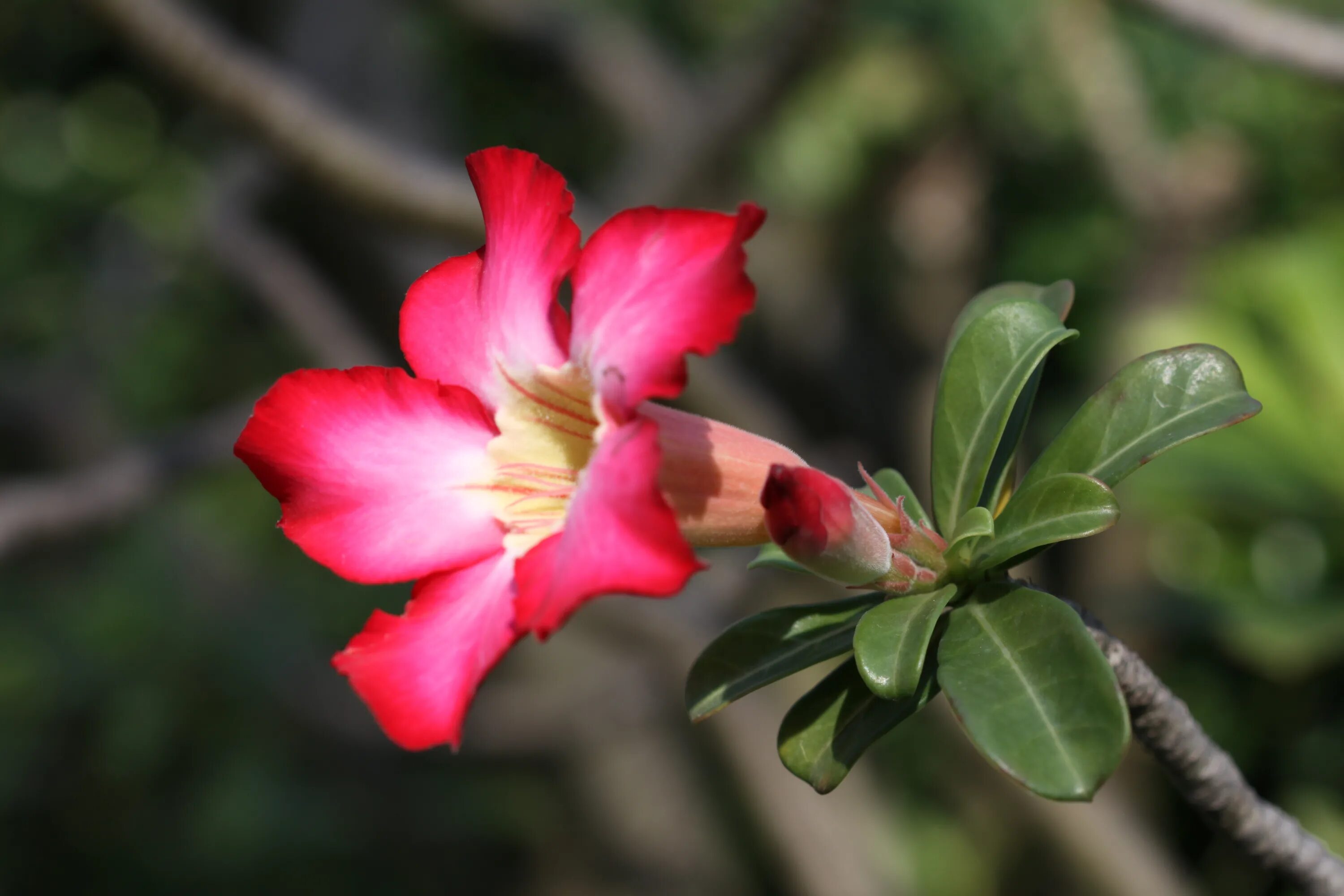 Адениум фото. Adenium Obesum. Адениум Обесум. Adenium Obesum Forssk. Адениум тучный Adenium Obesum.
