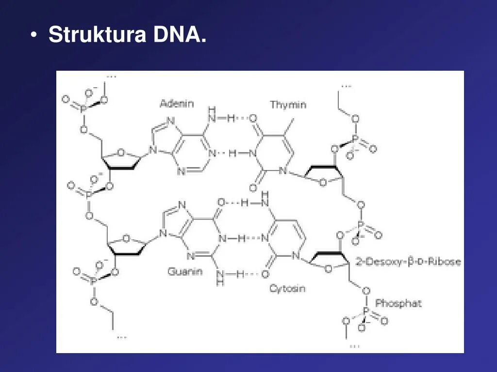 Аденин Тимин гуанин. Вторичная структура ДНК аденин Тимин. Комплиментарные аминокислоты. Аденини в структуре ДНК С формальдегидом.