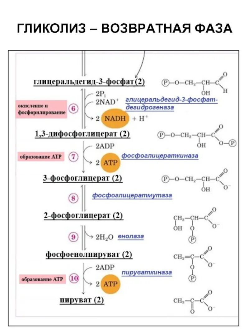 Гликолиз схема реакций. Гликолиз химическая схема. Схема гликолиза биохимия с ферментами. Этапы гликолиза биохимия таблица. Окислительный этап гликолиза