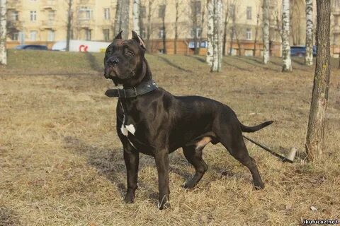 Прайтер