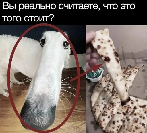 Моя любимая порода собак мем Iconic 'Doge' meme to be auctioned as NFT