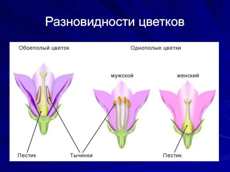 Обоеполые раздельнополые растения. Однополые и обоеполые цветки. Обоеполые и раздельнополые цветки. Схема обоеполого и раздельнополого цветка. Растения с обоеполыми цветками.