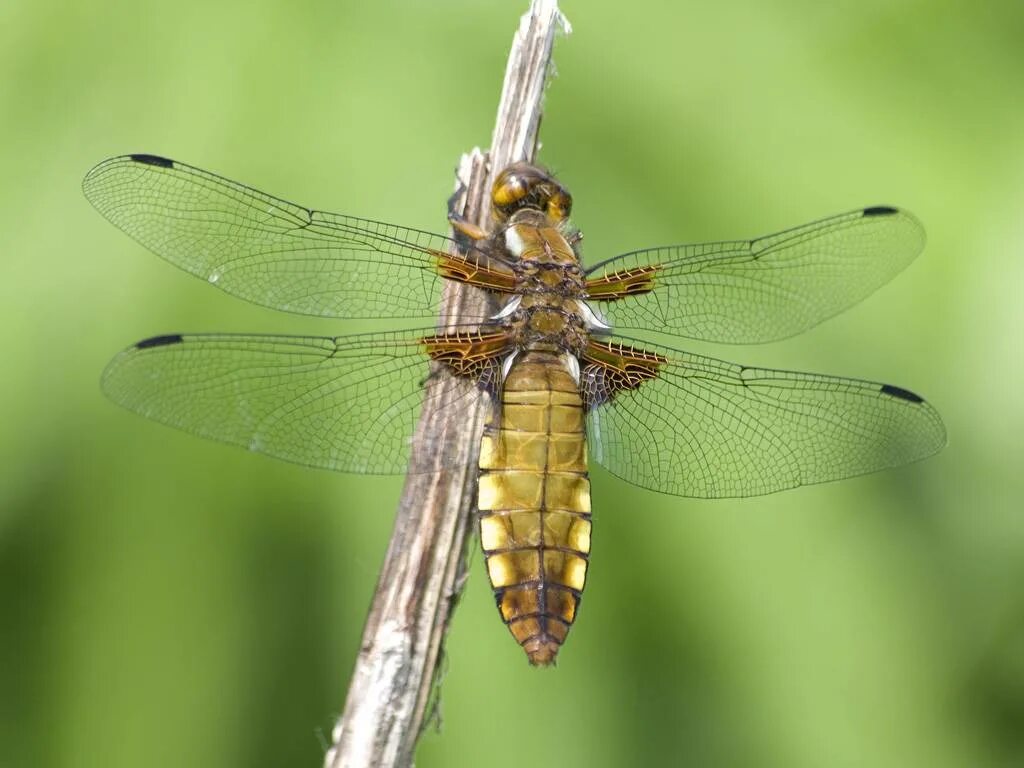 Стрекоза плоская Libellula depressa. Стрекоза Императорский Дозорщик. Стрекоза Радужница. Стрекоза Громовик.