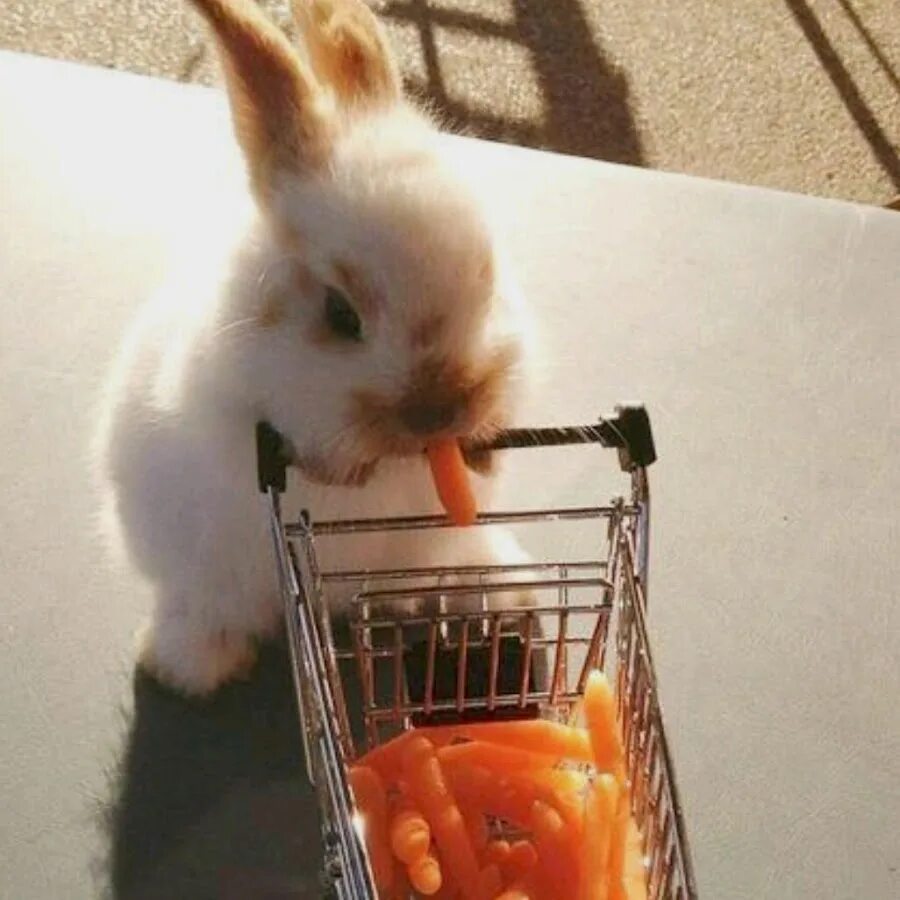 Зайка работаю работаю. Смешные кролики. Кролик с морковкой. Милый кролик с морковкой. Забавные домашние животные.